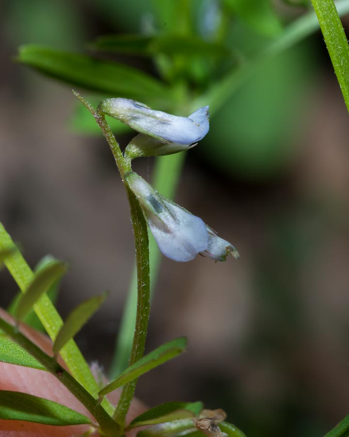 Vicia loiseleurii / Veccia di Loiseleur